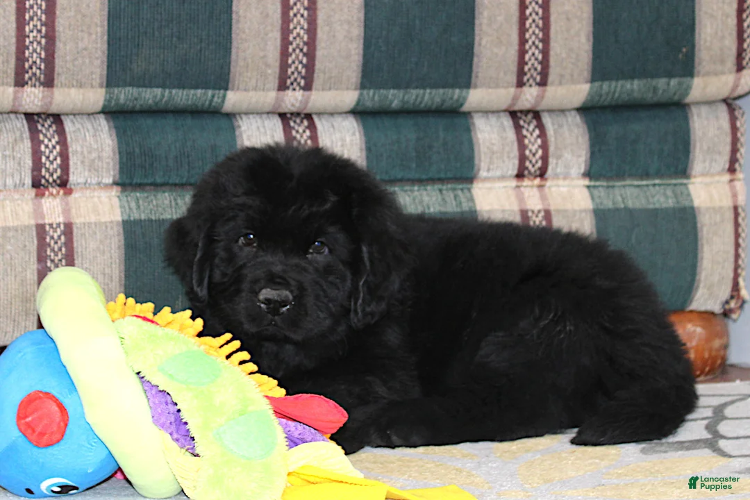 Newfoundland dogs for sale: Ch, AKC, OFA Amigo - Ad 5
