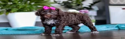 Portuguese Water Dog dogs for sale: Missy - Ad 5