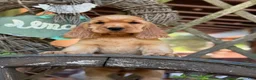 English Cocker Spaniel dogs for sale: Bruno - Ad 3
