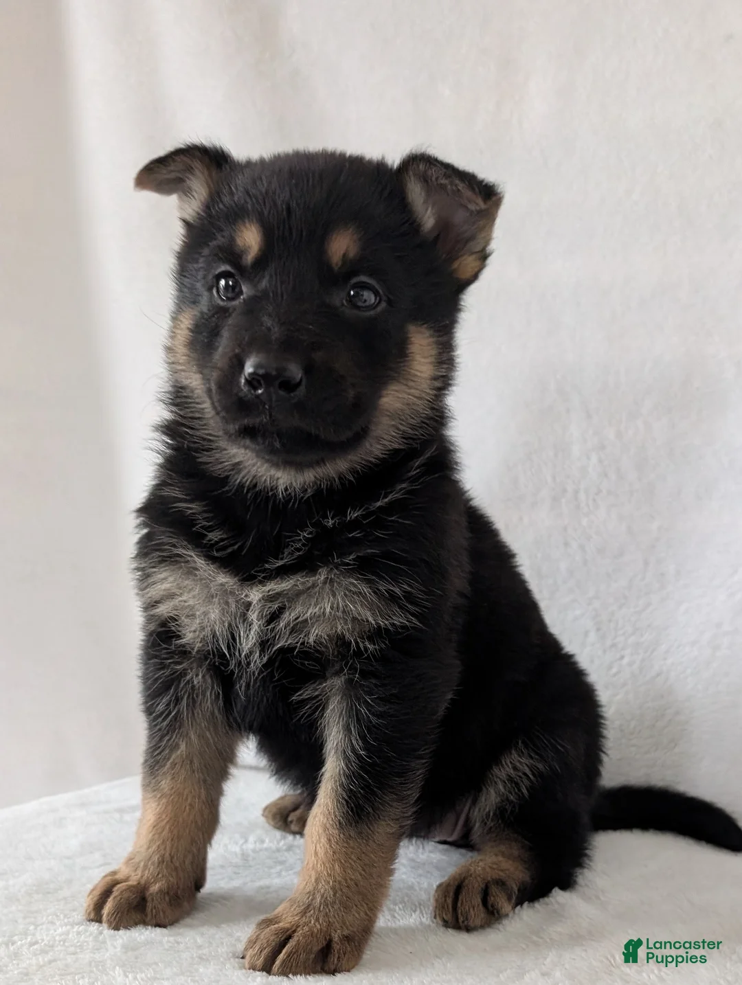 German Shepherd dogs for sale: Lucy - Ad 1