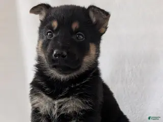 German Shepherd dogs for sale: Lucy - Ad 2