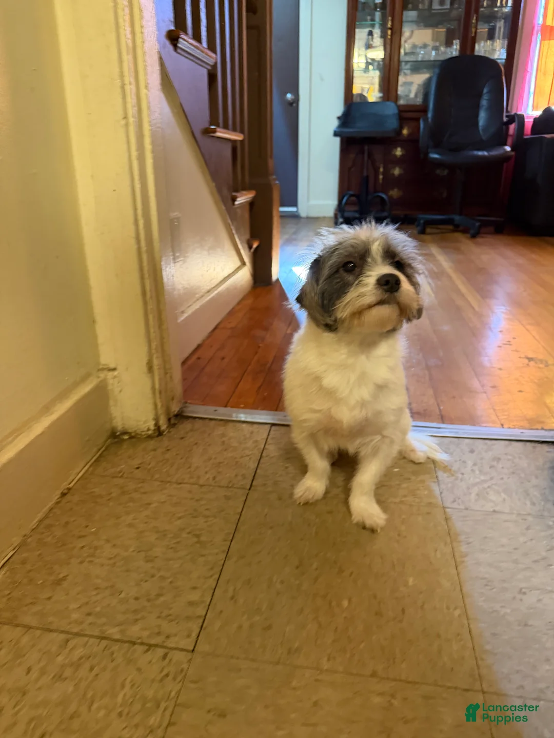 Mixed Breed dogs for sale: Mixed Breed Puppy 1 - Ad 1