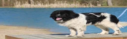 Newfoundland dogs for sale: Pansy  - Ad 22