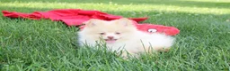 Pomeranian dogs for sale: Teddy  - Ad 8
