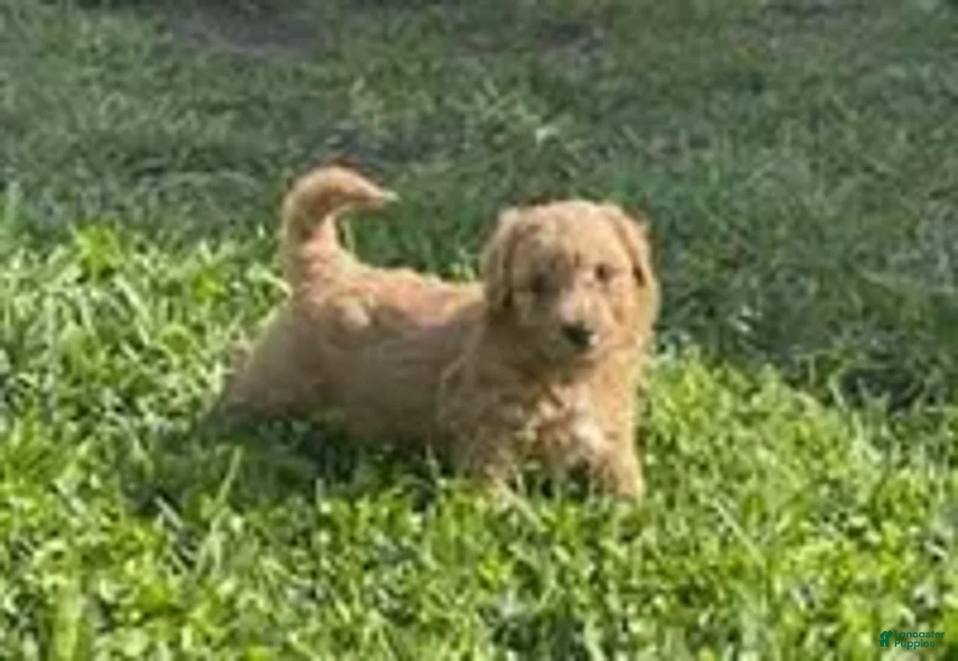 Bichpoo dogs for sale: Bichpoo Cutie Pie 2 - Ad 6