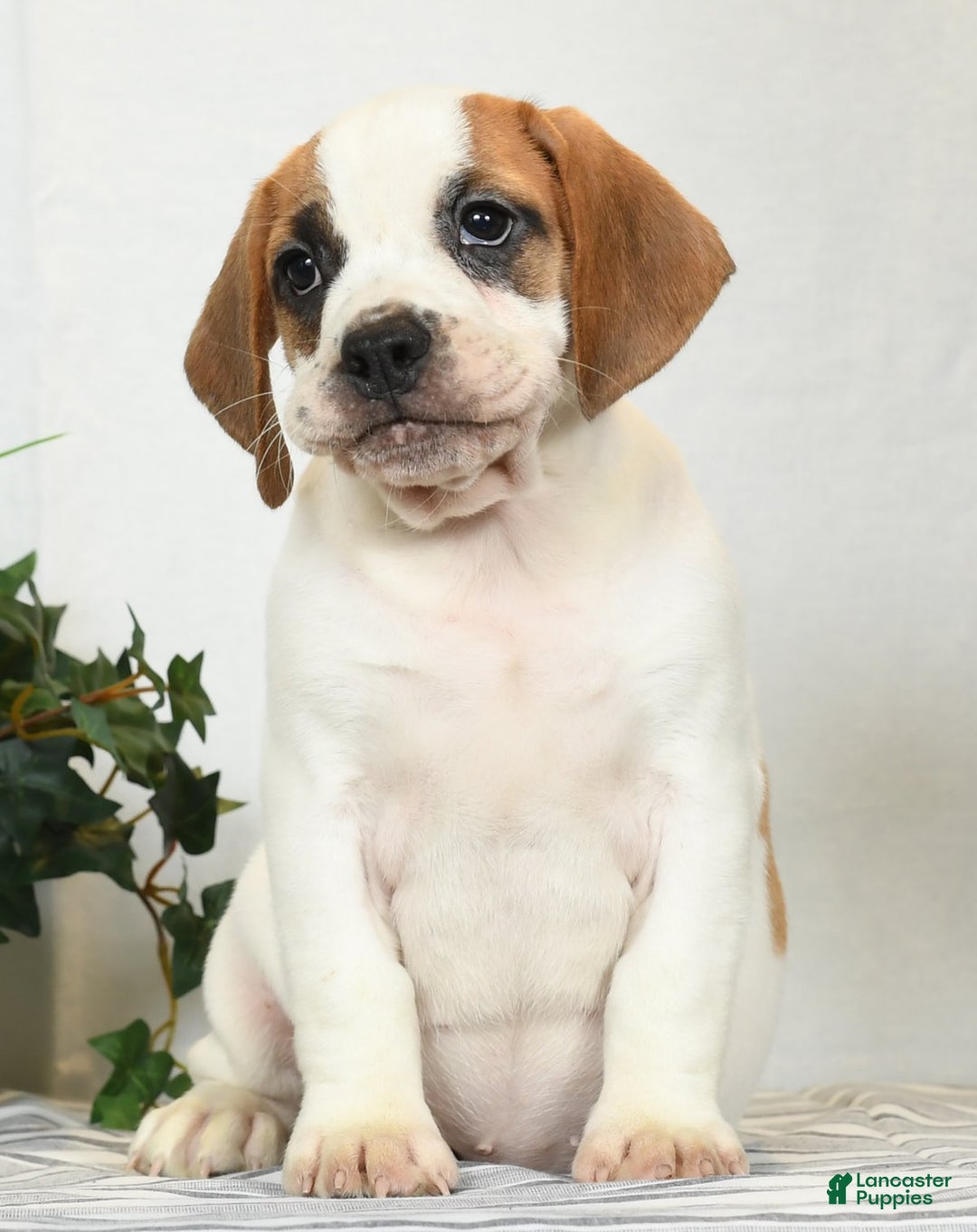 Bulldog Beaglier Breeders Bulldog (English Bulldog) Dog Breed Health And  Care PetMD, image size:1080x1361