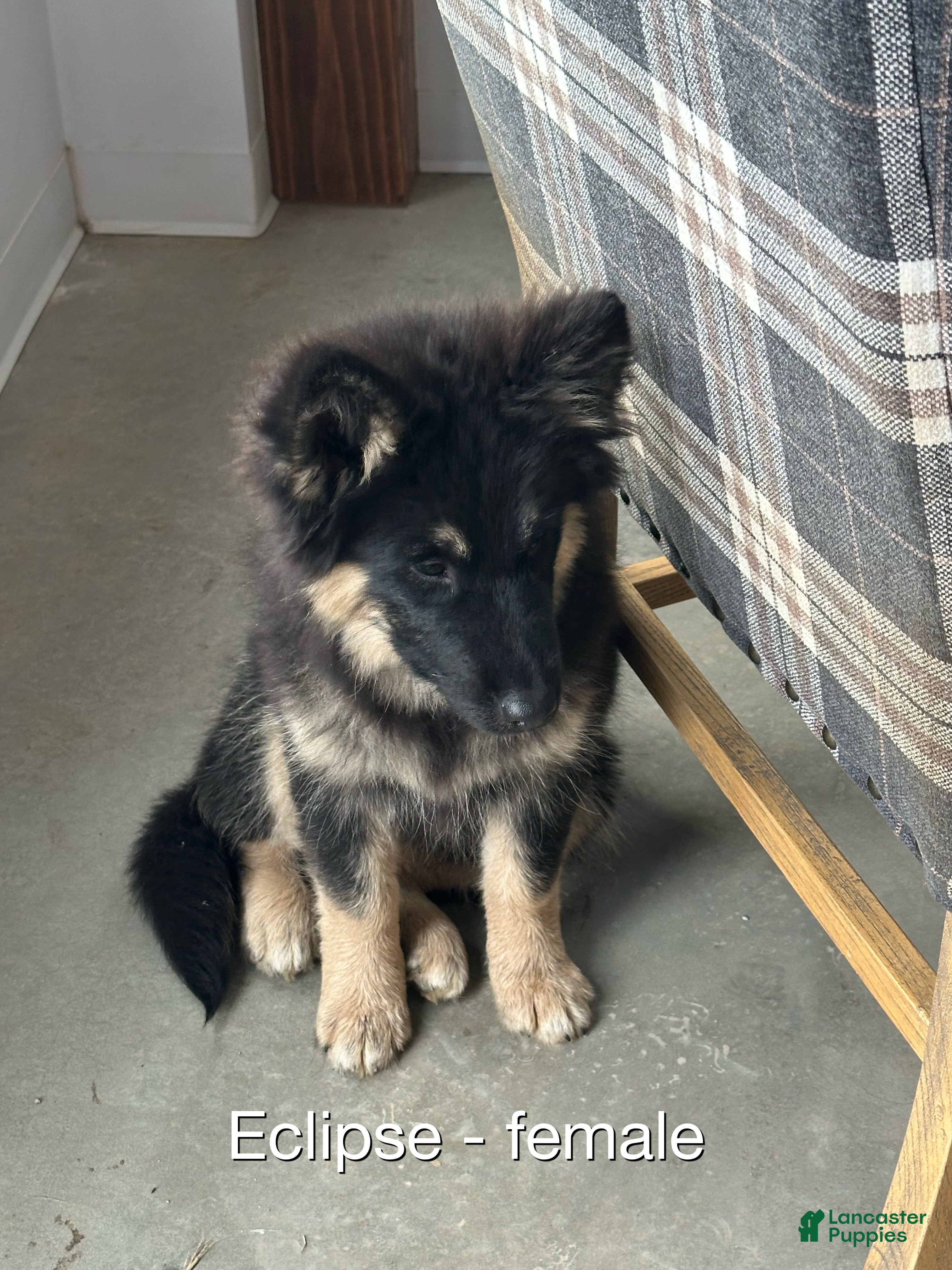 Gerberian Shepsky dogs Gerberian Shepsky Puppy 1 - Ad 7