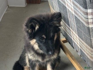 Gerberian Shepsky dogs Gerberian Shepsky Puppy 1 - Ad 7