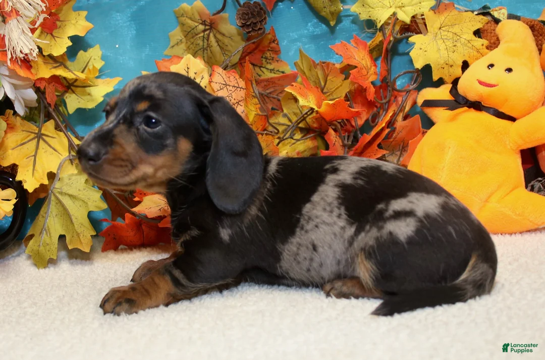 Miniature Dachshund dogs for sale: Hud - Ad 3