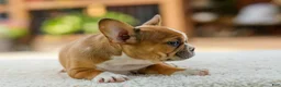 French Bulldog dogs for sale: Opal – Fawn/White - Ad 14