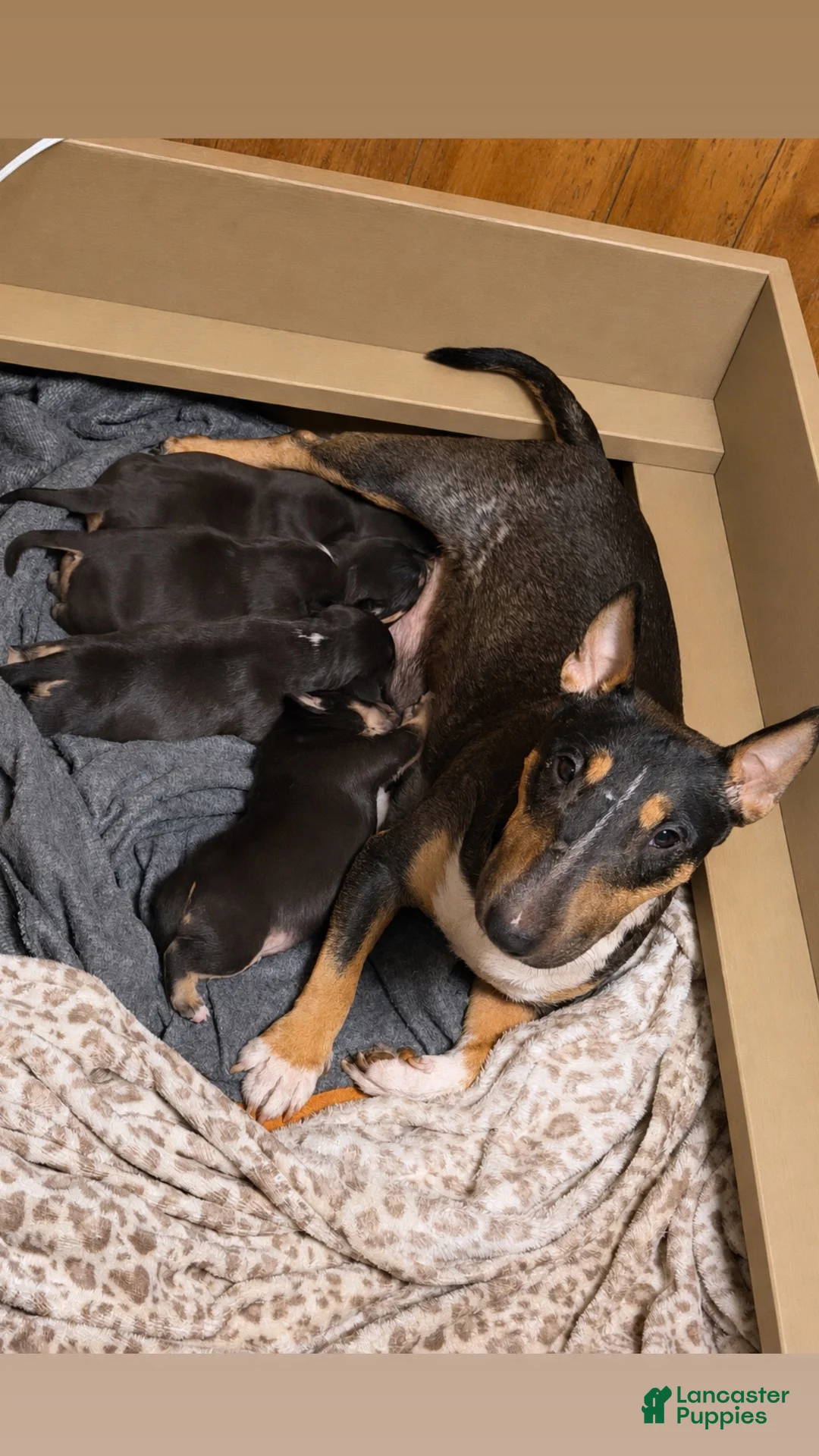 Miniature Bull Terrier dogs for sale: Miniature Bull Terrier 1 - Ad 5