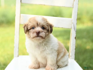 Havanese dogs - Ad 12