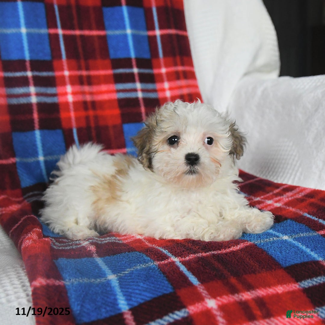 Malshi dogs for sale: Winnie - Ad 7