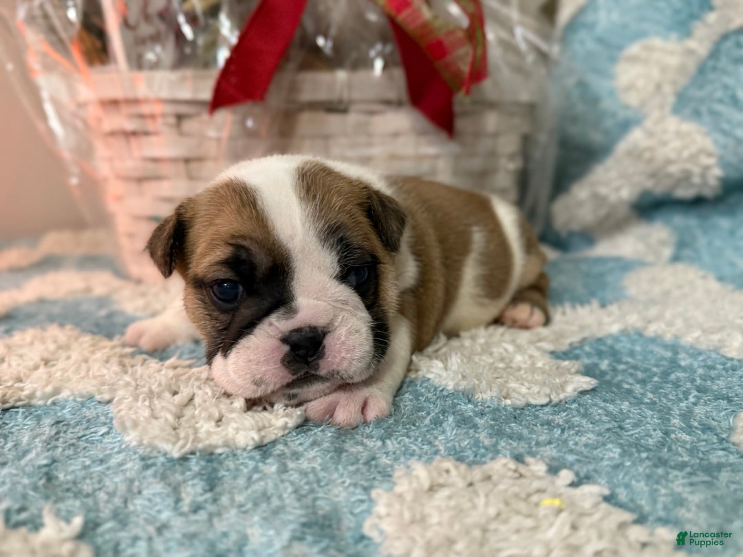 English Bulldog dogs for sale: English Bulldog Puppy 3 - Ad 6