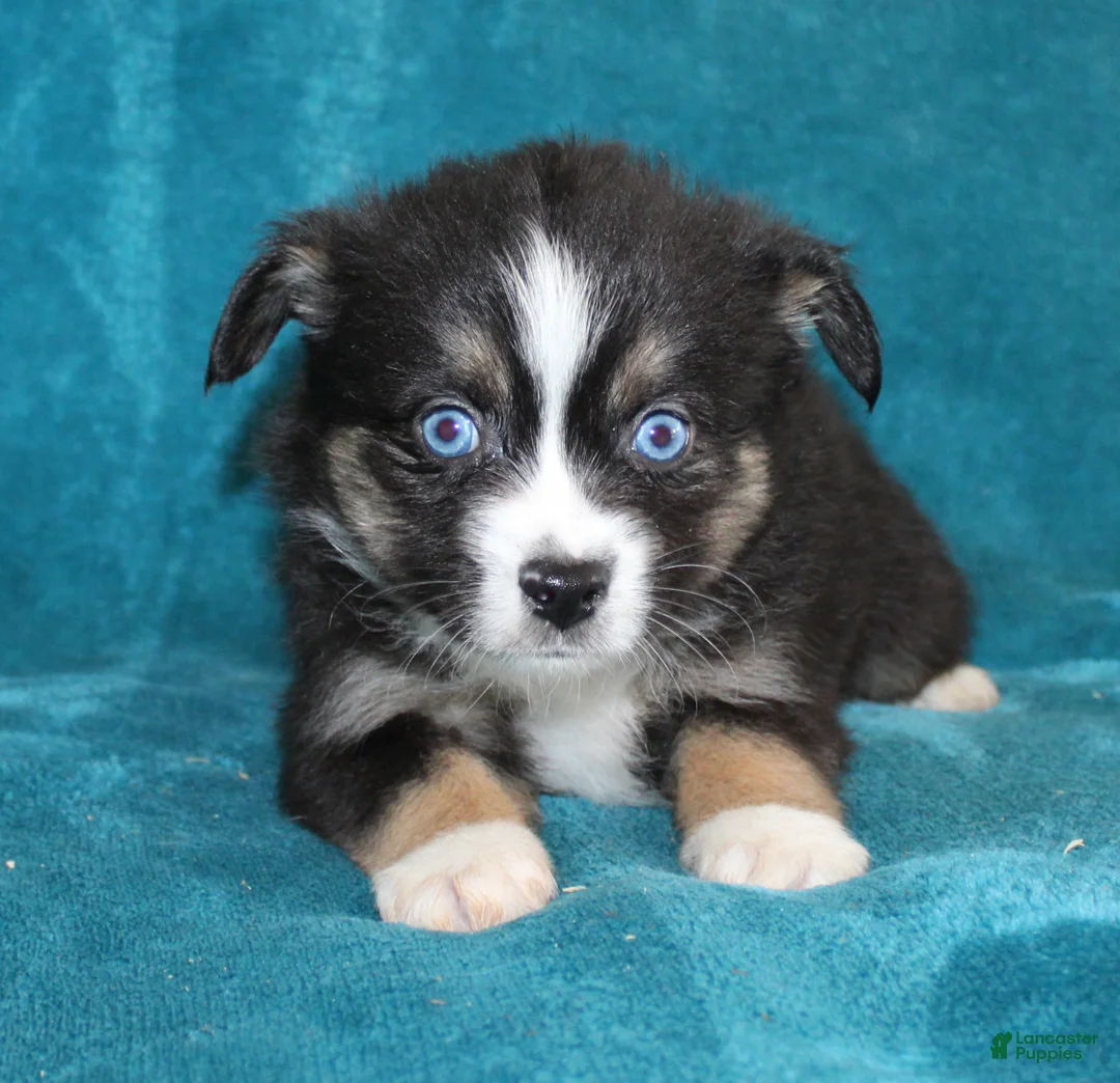 Miniature Australian Shepherd dogs for sale: Jingles  - Ad 1