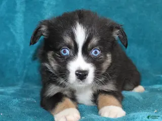 Miniature Australian Shepherd dogs for sale: Jingles - Ad 4