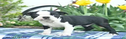 Boston Terrier dogs for sale: Viking  - Ad 4