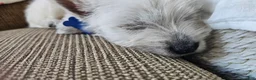 West Highland Terrier dogs for sale: Tucker - Ad 7