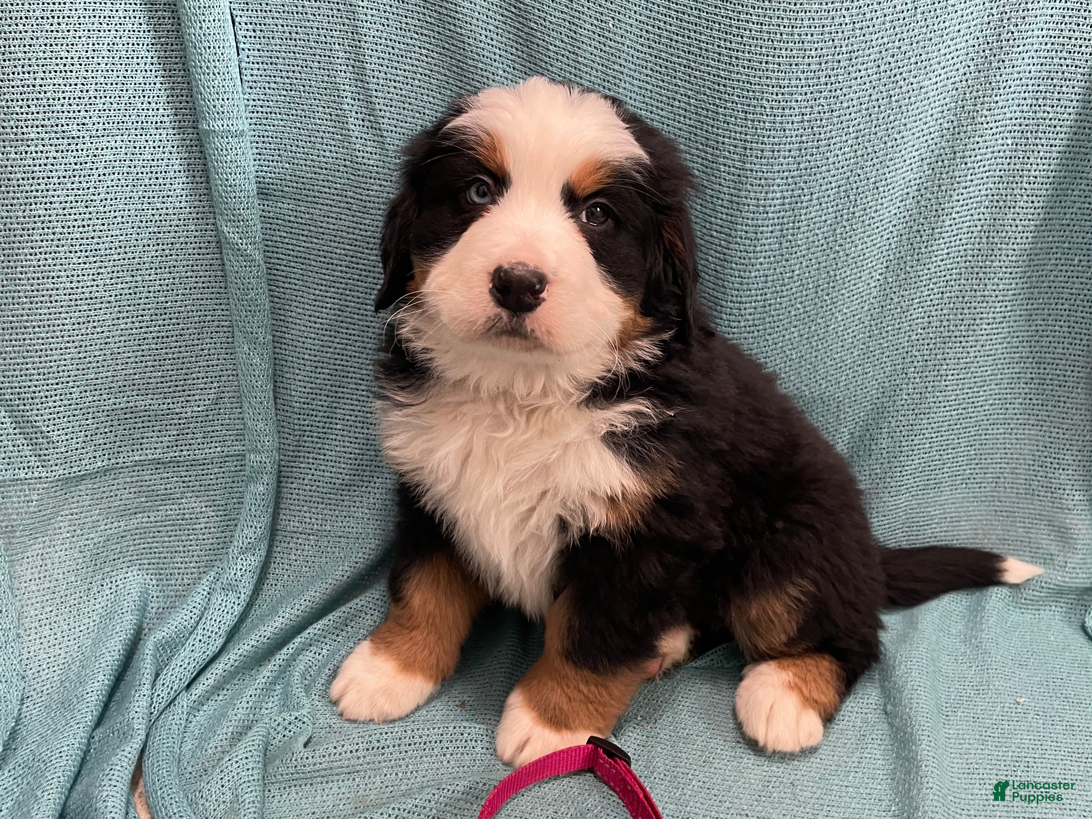 Bernese Mountain Dog dogs Juno - Ad 9