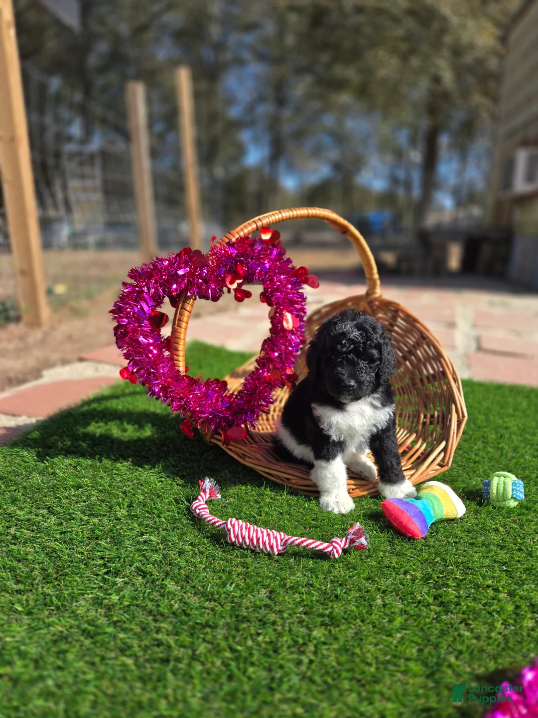 Goldendoodle dogs for sale: Oakley  - Ad 1