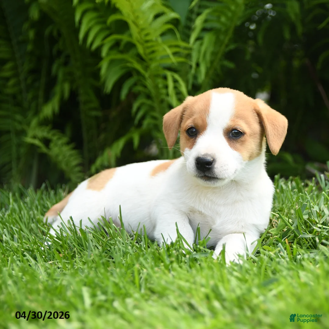 Mixed Breed dogs for sale: Da Vinci - Ad 3