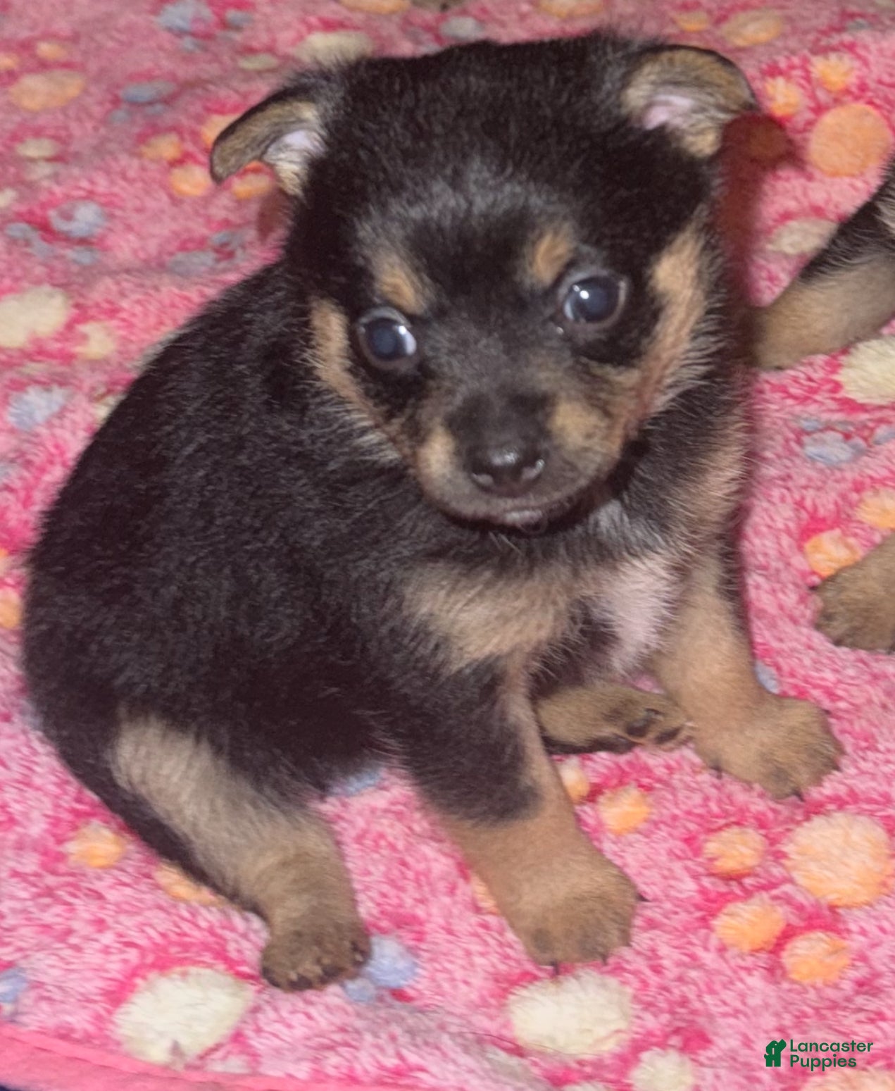 Chihuahua dogs Sage - Ad 39