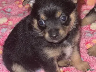 Chihuahua dogs Sage - Ad 39