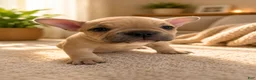 American Bully dogs for sale: Flippers - Ad 1