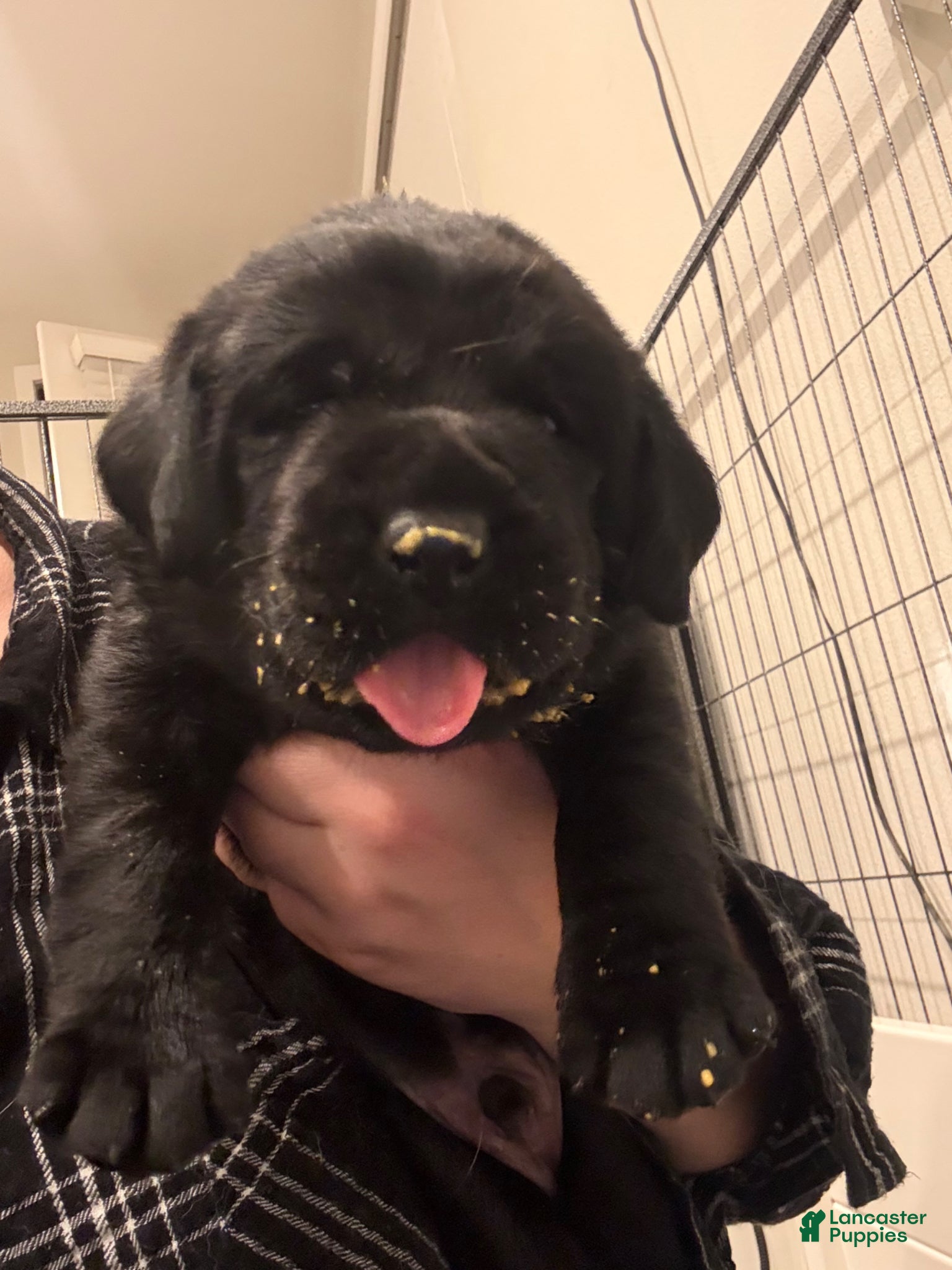 Labrador Retriever dogs Green collar boy - Ad 3