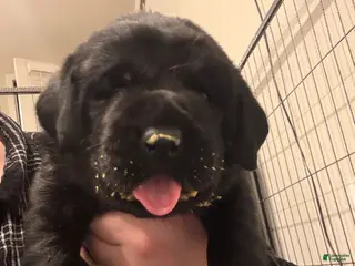 Labrador Retriever dogs Green collar boy - Ad 3