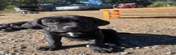 Cane Corso dogs for sale: Griffin - Ad 3