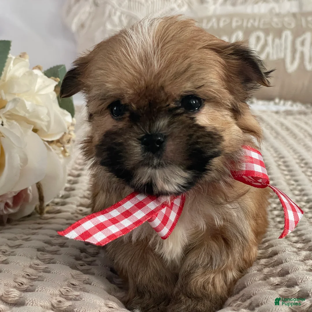 Morkie dogs for sale: Teacup Nugget - Ad 5