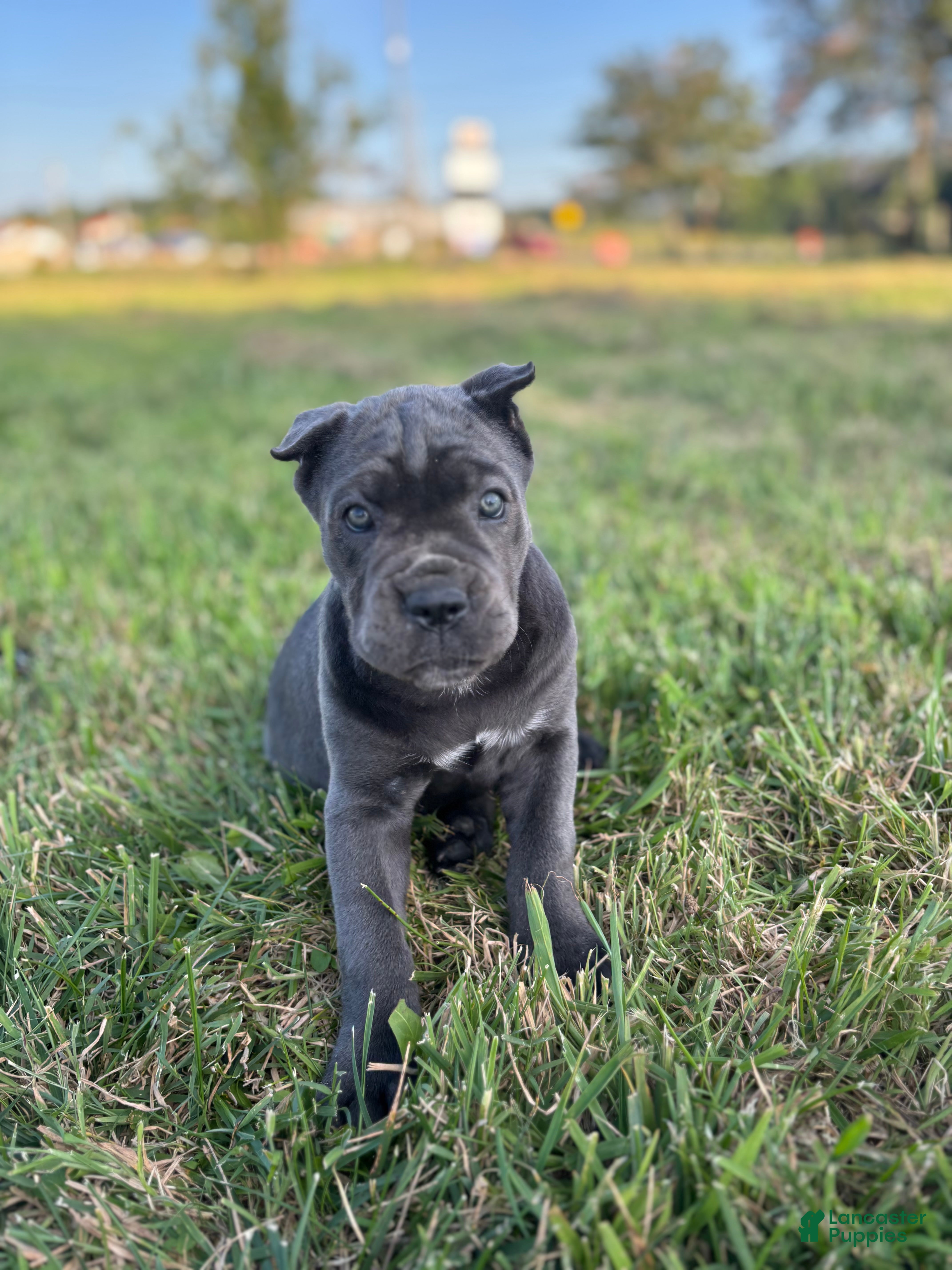 Cane Corso dogs Rianna - Ad 1