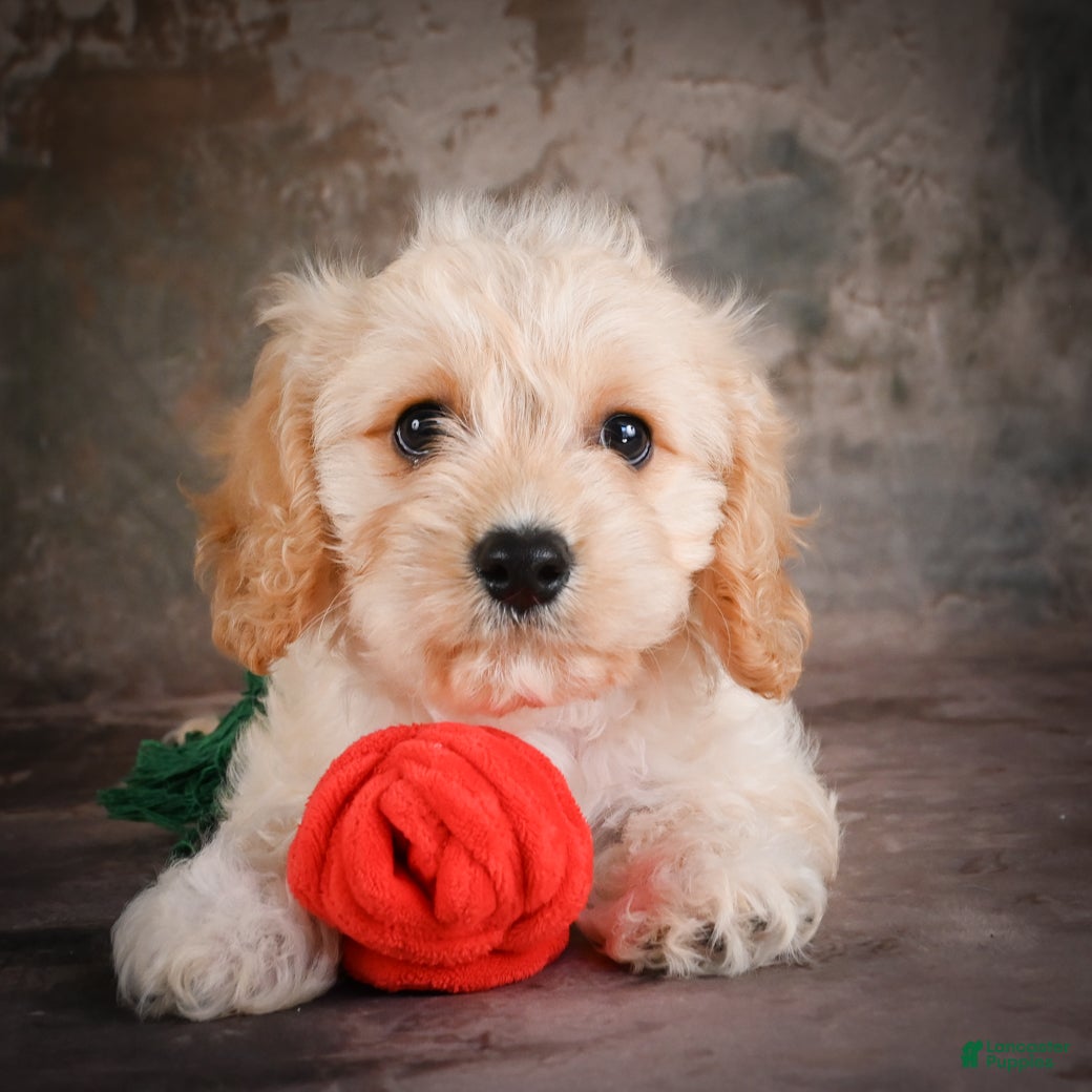 Cavachon dogs for sale: Jerrry - Ad 5