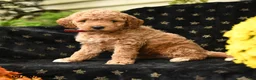 Mini Goldendoodle dogs for sale: Sleepy - Ad 1