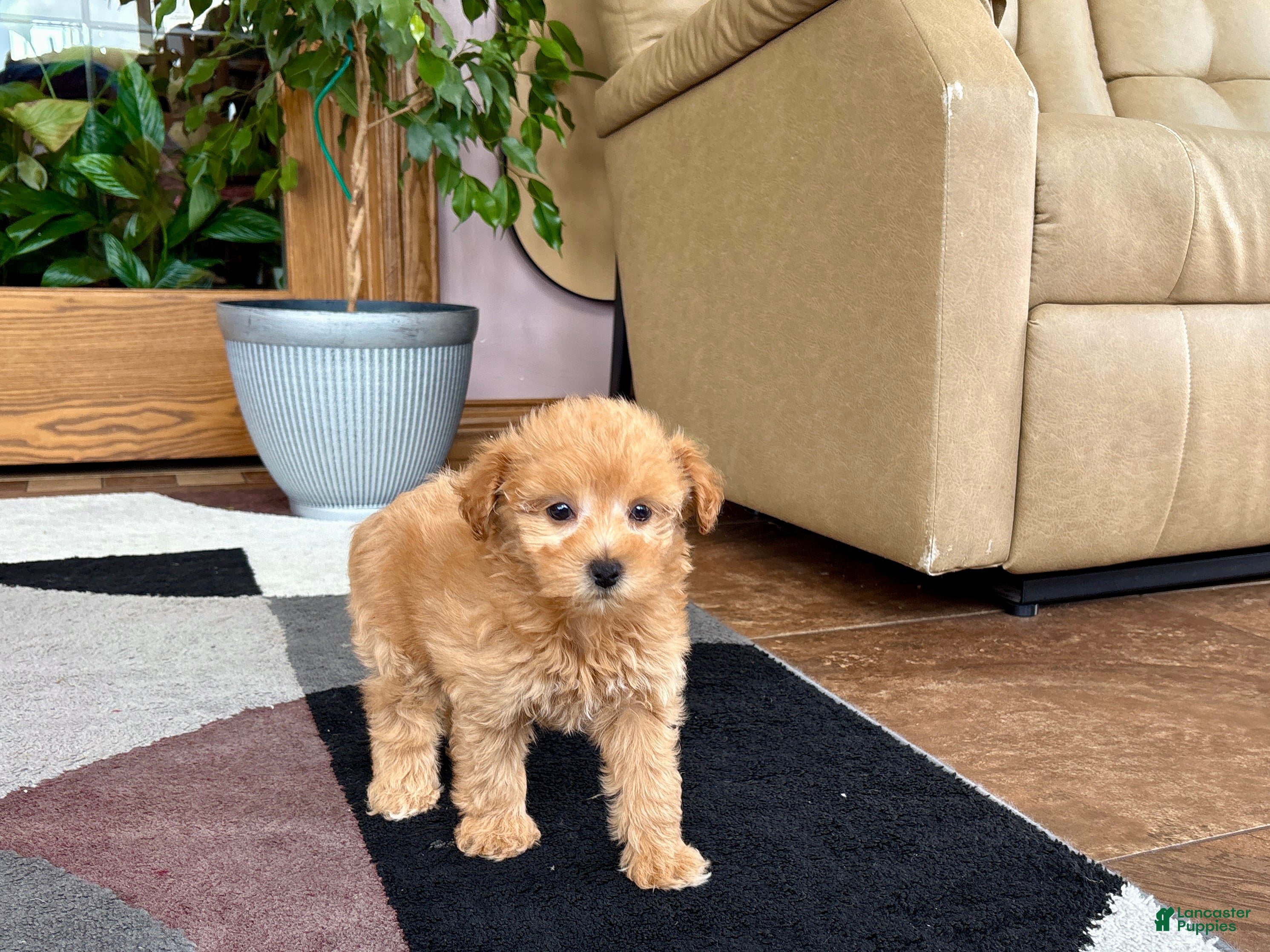 Maltipoo dogs Joy  - Ad 2