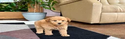 Maltipoo dogs for sale: Joy  - Ad 2