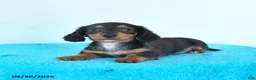 Miniature Dachshund dogs for sale: Cedar - Ad 4