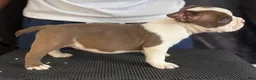 American Bully dogs for sale: American Bully 6 - Ad 3