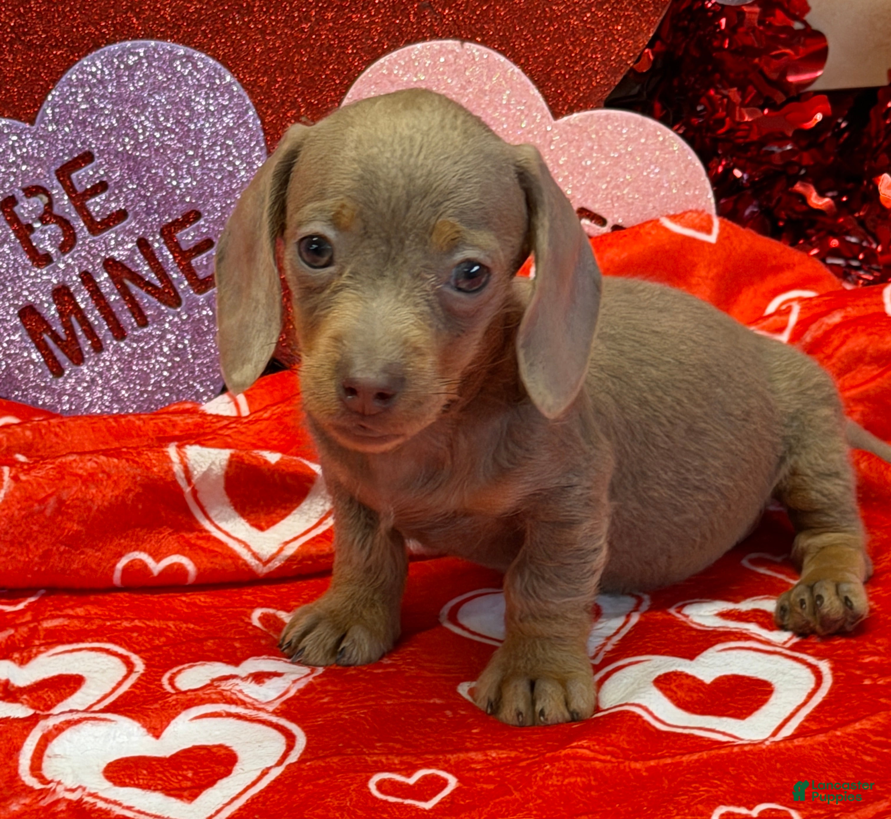 Miniature Dachshund dogs Molly - Ad 30