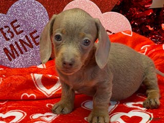 Miniature Dachshund dogs Molly - Ad 30