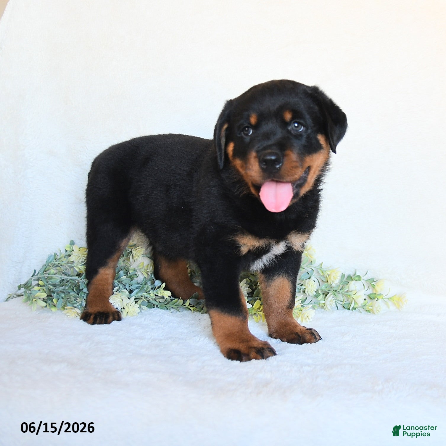 Rottweiler dogs Rhett - Ad 1