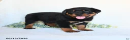 Rottweiler dogs for sale: Rhett - Ad 1