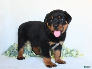 Rottweiler dogs for sale: Rhett - Ad 1