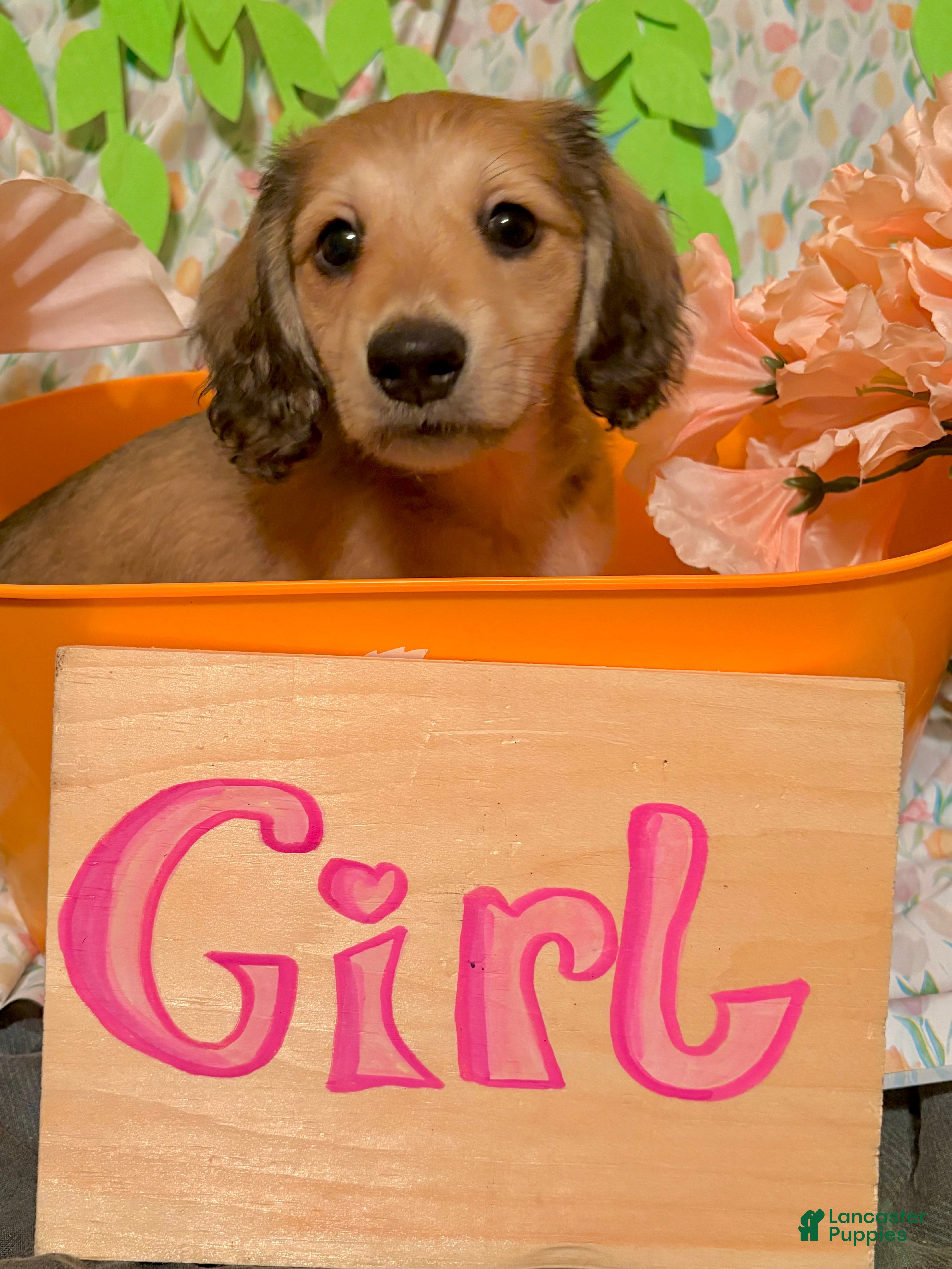 Miniature Dachshund dogs Yen - Ad 1