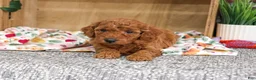 Miniature Poodle dogs for sale: Adeline - Ad 3