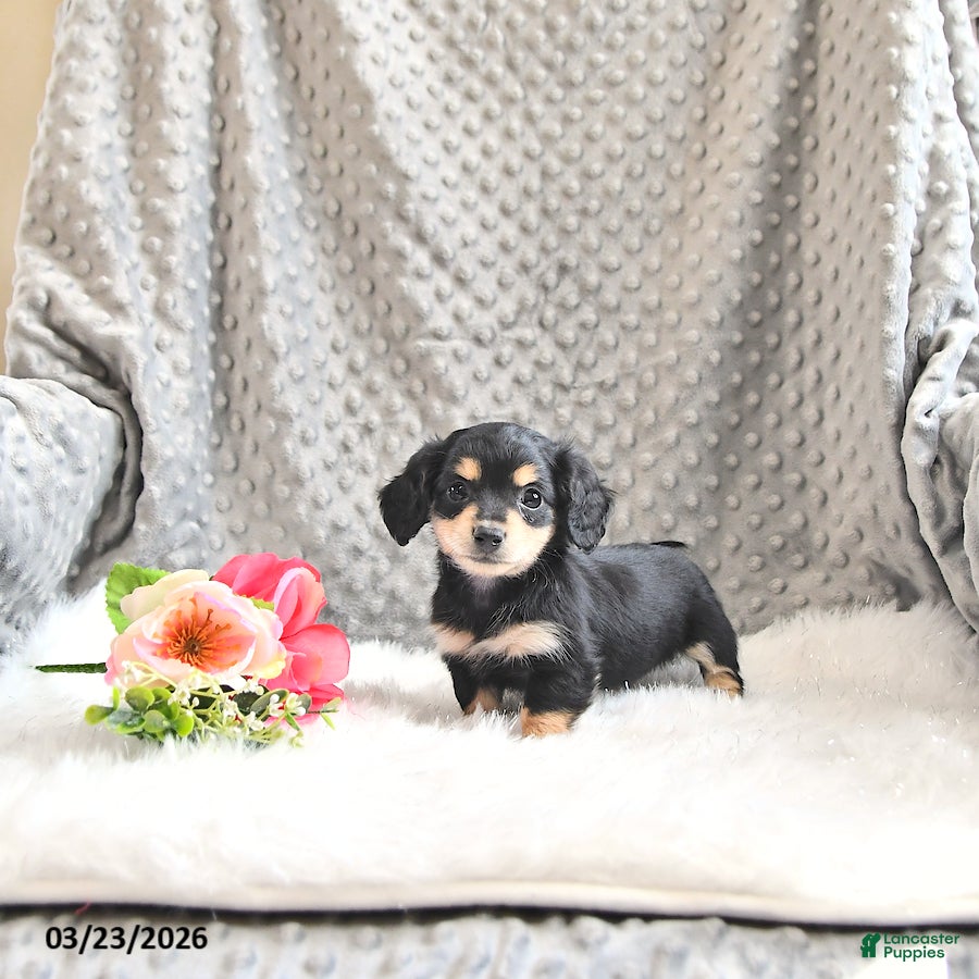 Miniature Dachshund dogs Ashley EXTRA SMALL - Ad 2