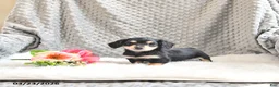 Miniature Dachshund dogs for sale: Ashley EXTRA SMALL - Ad 2