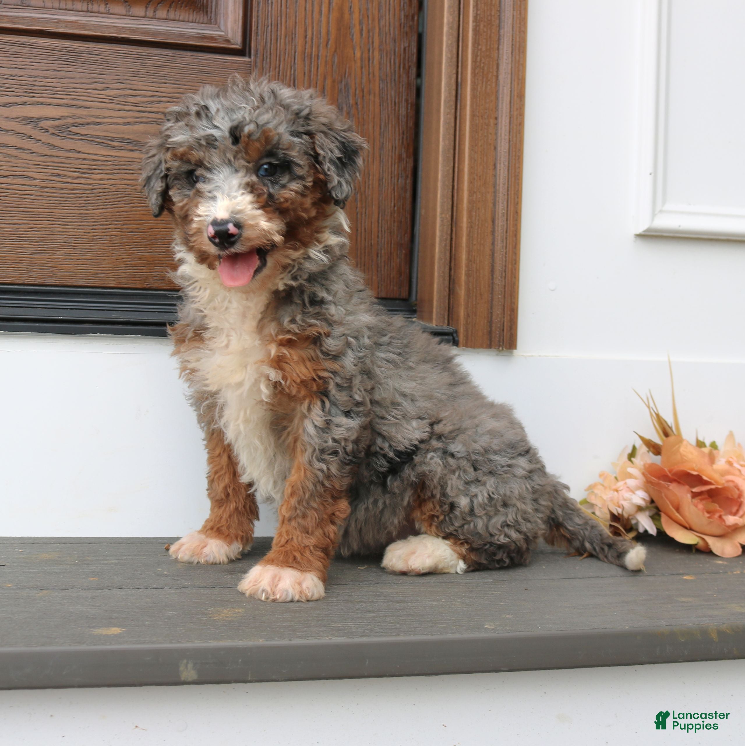 Mini Bernedoodle dogs Heather  - Ad 2