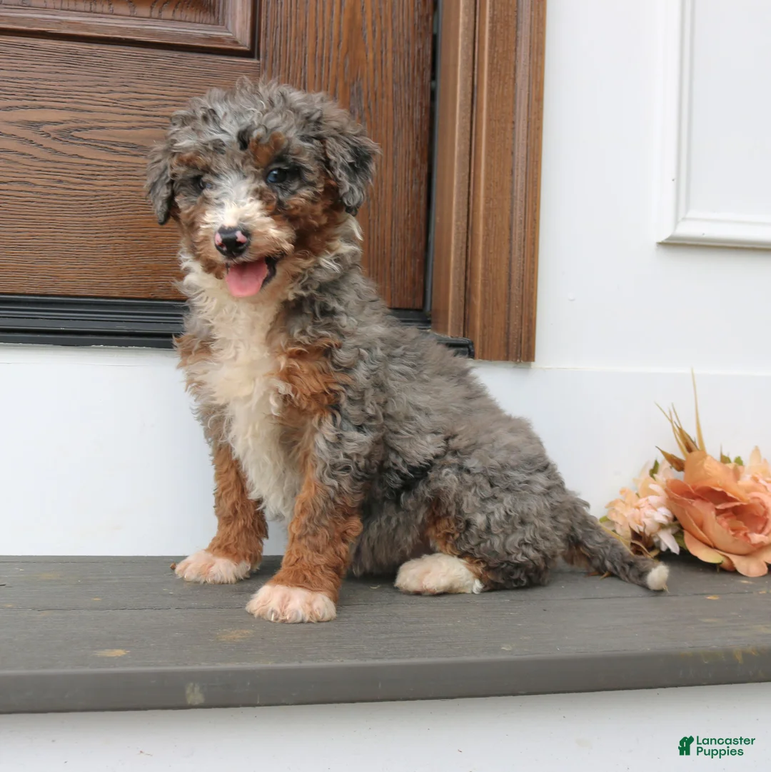 Mini Bernedoodle dogs for sale: Heather  - Ad 2